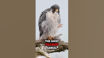 De snelste vogelmoordenaar ter wereld #shorts