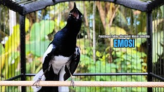 PANCINGAN KACER bahan SUSAH bunyi, KACER GACOR NGEPLONG bikin KACER MANAPUN ikut GACOR