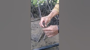 berburu pumpun/cacing laut untuk umpan memancing ikan