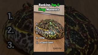 Ranking Top 5 Frog Moments #animalvideos #frog #shorts #funny