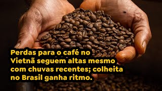 Perdas para o café no Vietnã seguem altas mesmo com chuvas recentes; colheita no Brasil ganha ritmo