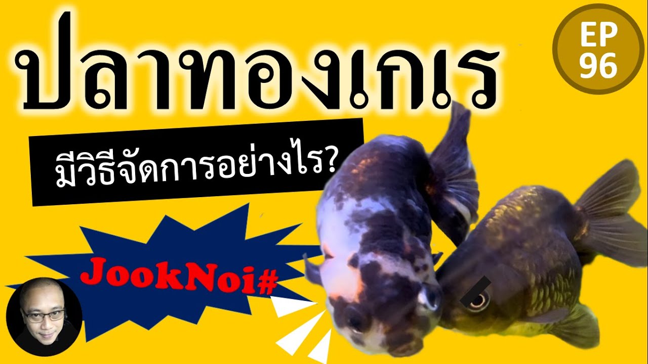 ปลาทองเกเร พ่อง ! เกิดจากอะไร และมีวิธีจัดการอย่างไร? #ปลาทอง #goldfish EP96