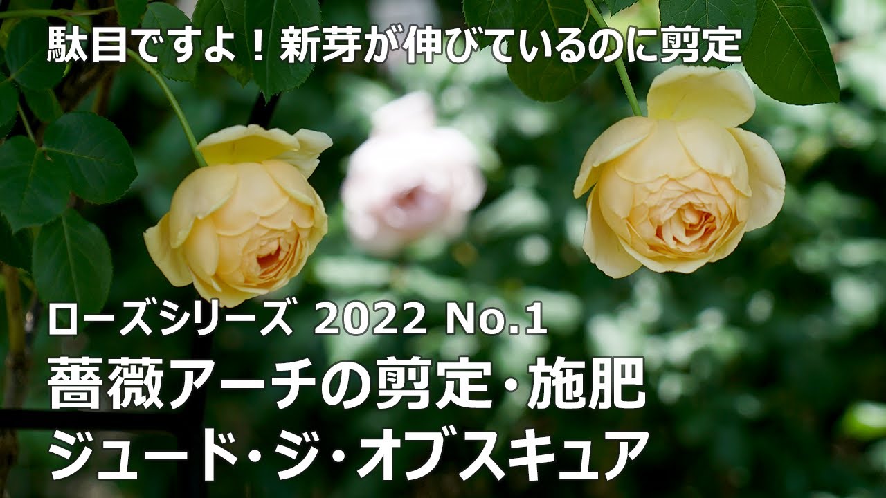 ローズシリーズ22 No 1 薔薇アーチ ジュード ジ オブスキュアの剪定 誘引 施肥 Youtube