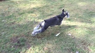 Excited Puppy Running Circles In Backyard by ChumpieTheDog 27,573 views 7 years ago 59 seconds
