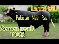 Neeli ravi Lahori bull Pakistani blood line