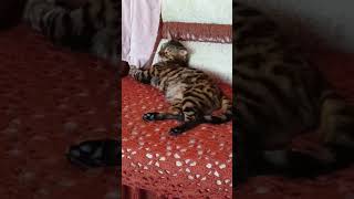 Кошачьи глазки так завараживают 😺😺😺