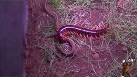 Rắn và Rết ai sẽ chiến thắng