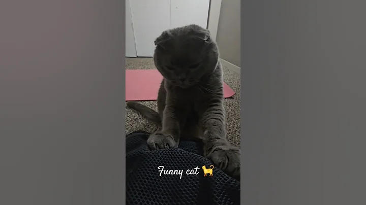 Video 10624751: cat cutecat scottishfold, scottishfold cat cute, cat cute scottishfold love, cat adorable cutecat, adorable fluffy cat, gorgeous cat, funny cat