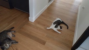Two cats got high with Silver Vine and Catnip mix