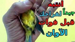 علاج  إعوجاج  إصبع رجل فرخ الكناري