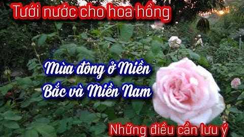 Cách tưới nước cho cây hoa hồng mùa đông ở Miền Bắc và Miền Nam những điều lưu ý!