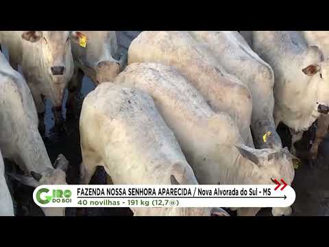 NOVILHAS NELORE ZERO DENTES GARANTEM BÔNUS PELO PRECOCE MS