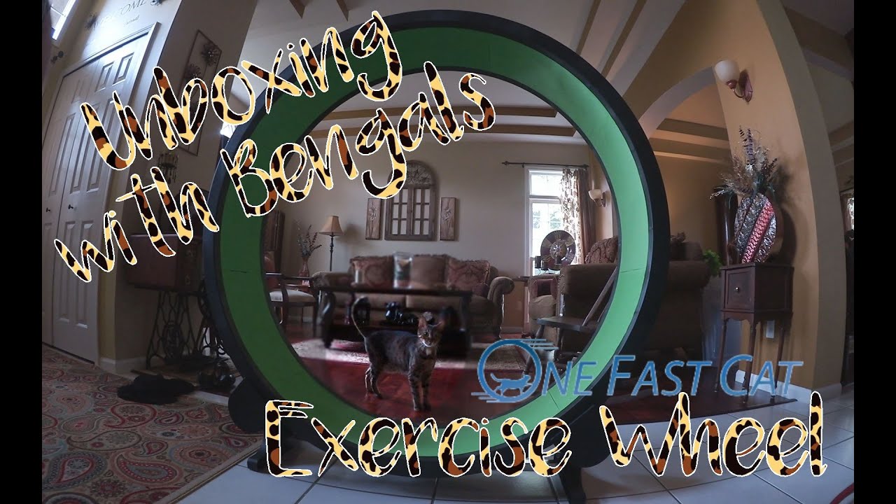 Unboxing with Bengals One Fast Cat Exercise Wheel YouTube