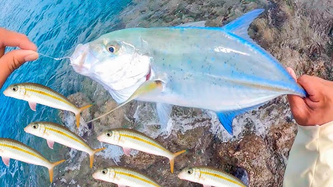 What's the BEST BAIT for Shoreline FISHING in HAWAII? LIVE BAIT? FROZEN BAIT?  FRESH BAIT? 