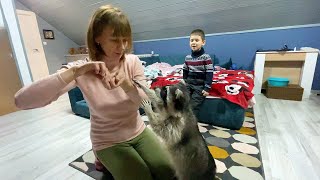 RACCOONS LEARNED NEW TRICKS / Gogushka high-fives my mom