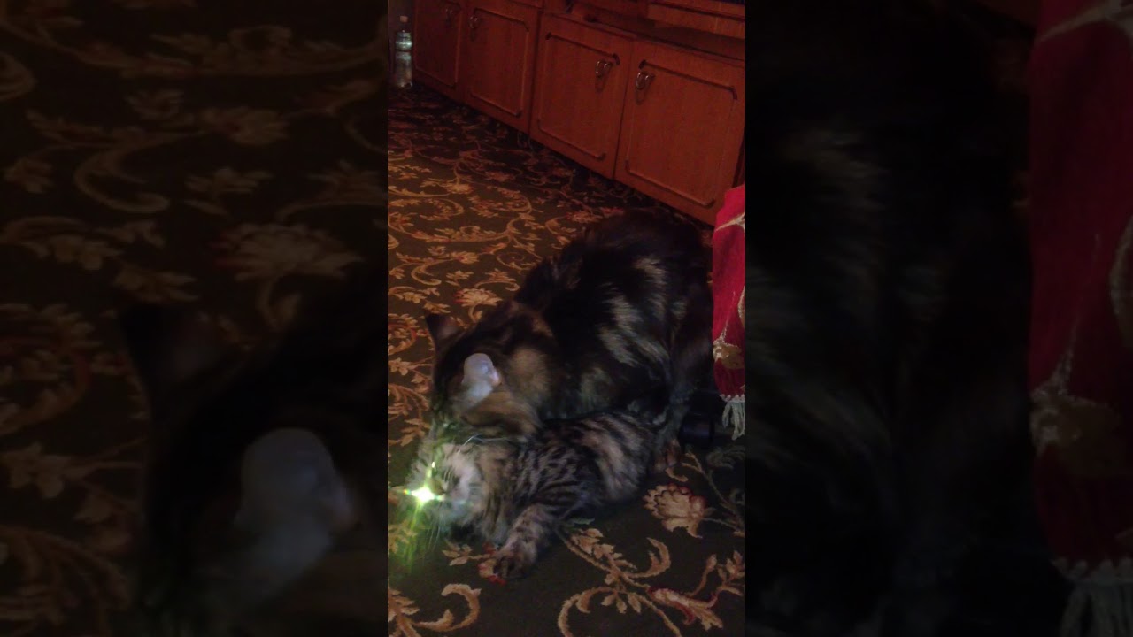 вязка Мейн кун