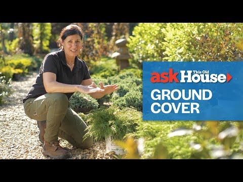 Video: Plante de acoperire a solului: tipuri, cultivare, îngrijire și reproducere