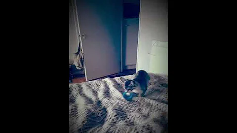 Watch the video about Somali kitten playing fetch