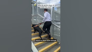 Navigating a station with a guide dog | Blind and low vision