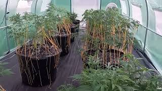 Outdoor grow 2022 update #12