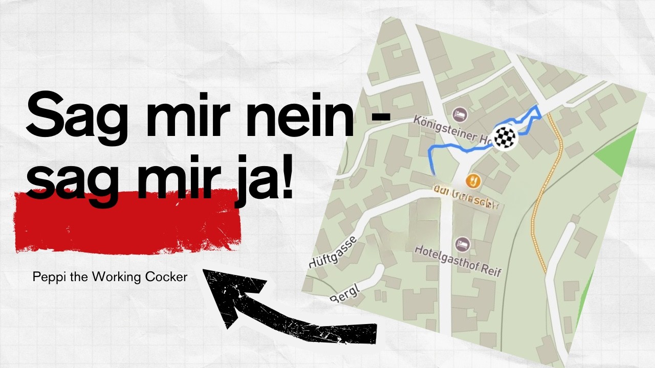 Hund als Geruchsdetektor #peppitheworkingcocker #frompuppytopro #mantrailing