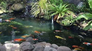 The garden Koi pond has a beautiful waterfall 😍Hồ Koi Sân Vườn Có Thác Nước Rất Đẹp