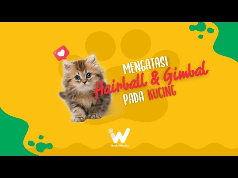 Mengatasi Hairball dan Rambut Gimbal pada Kucing | WookuTalk drh. Nurul Anjar Episode 9