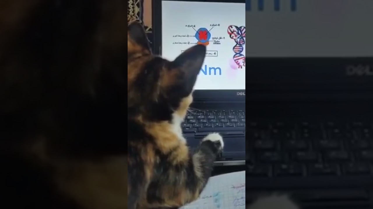 ان لم تستطيع شرح فكرتك لقط عمره 6 سنوات فأنت لم تفهمها بعد 😸 .