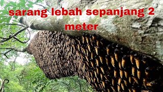 Hunting wild bees found a 2 meter long beehive