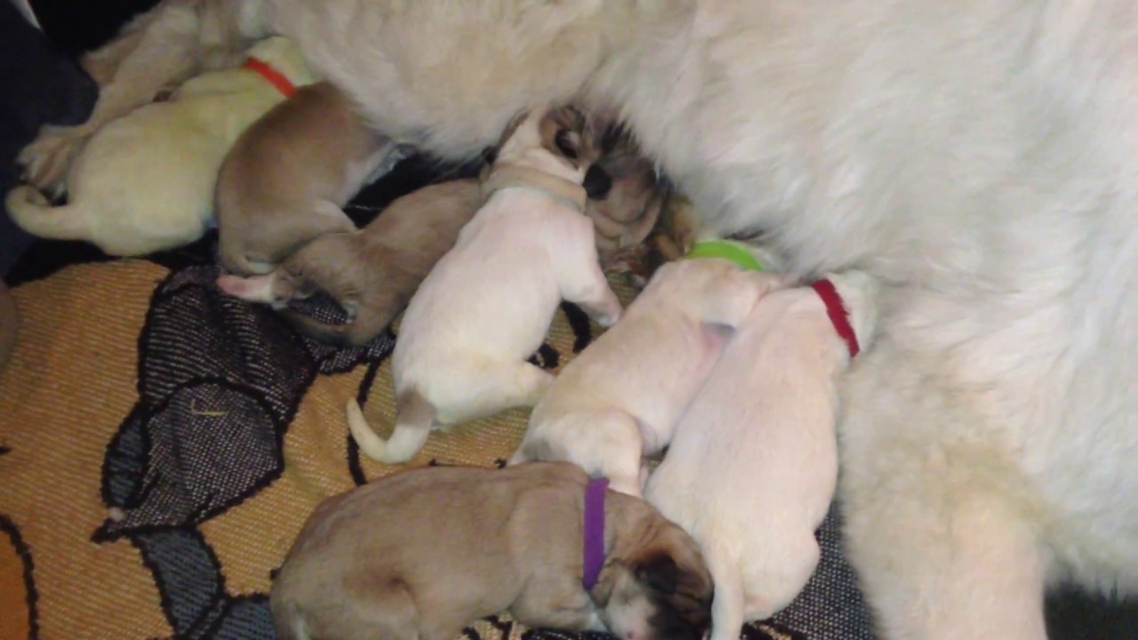 great pyrenees newborn puppies