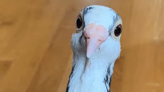 Racing pigeon can no longer fly. So this woman adopted him.