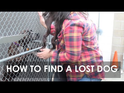 Video: How To Find A Lost Dog