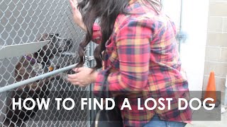 How to Find a Lost Dog screenshot 2