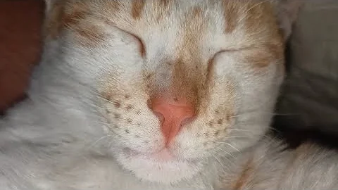 Video 1870931: cat funnycats animals cutecat, cutecat cutest cat, funniest cat funnycats, cat purring cute, enjoy cutest cat, cute cat show love