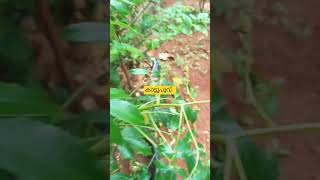 ഇഷ്ടമയോ #sobha garmens xu100