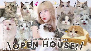 open house 💒 เปิดกรุแมว มีแมวกี่ตัว ใครมาก่อนมาหลัง นิสัยเป็นยังไง | ndmikkiholic ♡