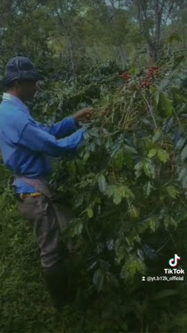 indahnya buah kopi diGayo#pemersatubangsa #instagood #tiktokan #instahub #tiktokdance #tiktokvideo