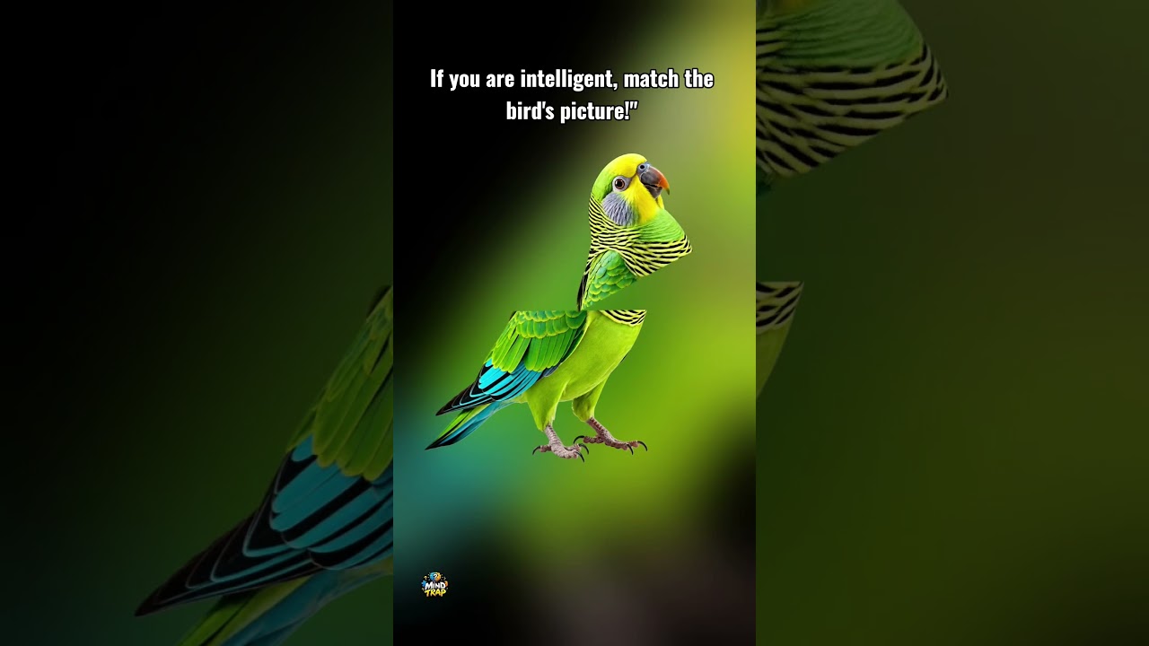 Watch If you are intelligent, match the bird's picture!" #puzzle #youtubeshorts on YouTube Watch If you are intelligent, match the bird's picture!" #puzzle #youtubeshorts on YouTube