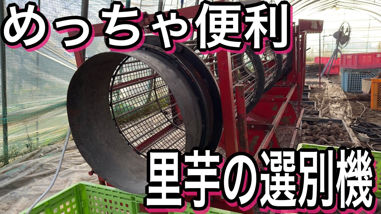 里芋選別機