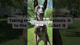 Taking my Belgian Malinois to the farmers market 🍓🐺 PART 2 #dogtraining #malinois #delaware