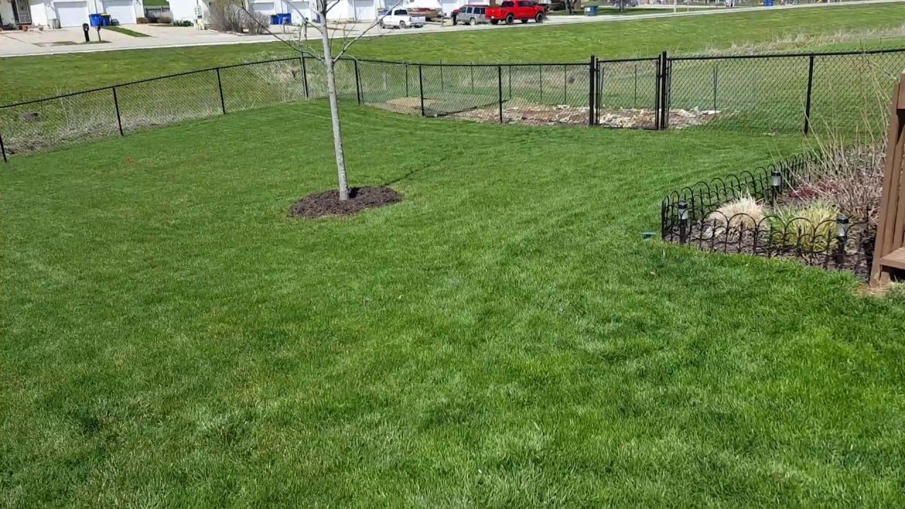 Spring Lawn Update - Intro To Backyard and Thatch Issue - YouTube