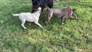 American Bully meet buzo & Julii