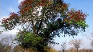 umuthi wokukhanyisa izinto zakho nenhlanhla IHLUZE