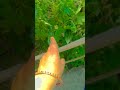#nature #plz_subscribe_my_channel 👍👍👍
