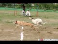 Never give up unbelievable finish in race of greyhounds