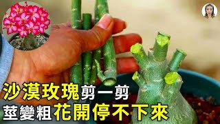 沙漠玫瑰剪一剪，能讓莖稈變粗花變多，但修剪時如果不注意3要素，剪一盆死一盆後果很嚴重！|花花世界