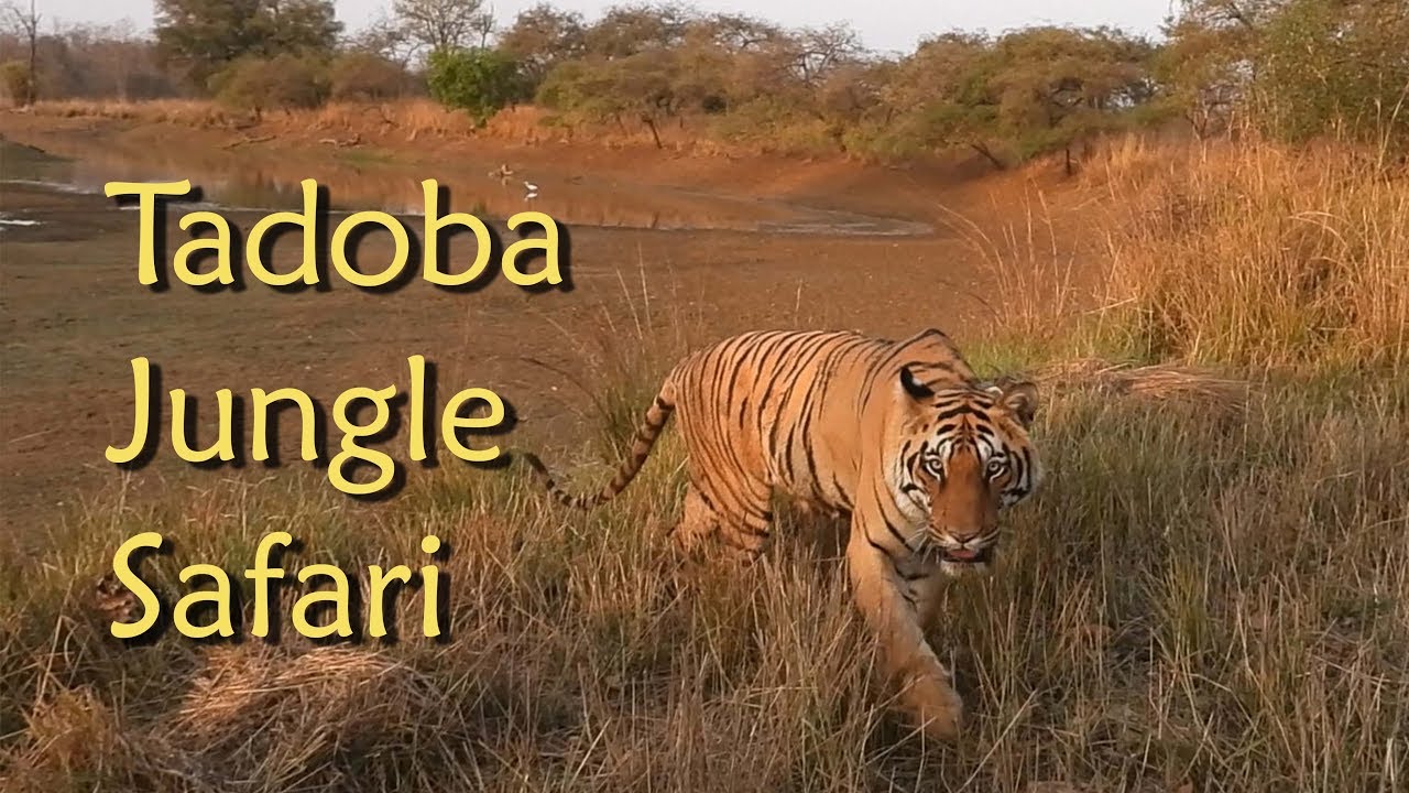 tadoba safari video