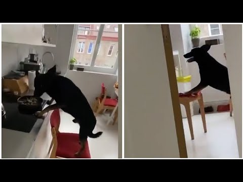 Video: Perro Intenta Robar Panqueques De La Estufa Y Accidentalmente Inicia Un Incendio En La Cocina