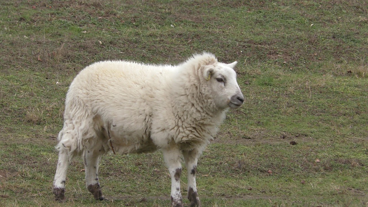 england traduccion Sheep looks at me Walberswick National nature Reserve Suffolk UK 7Jan19 130p 2160p 4k