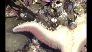 Watch Snails Slowly Moving Over Starfish Tube Feet, And One Even Approaching Starfish Mouth